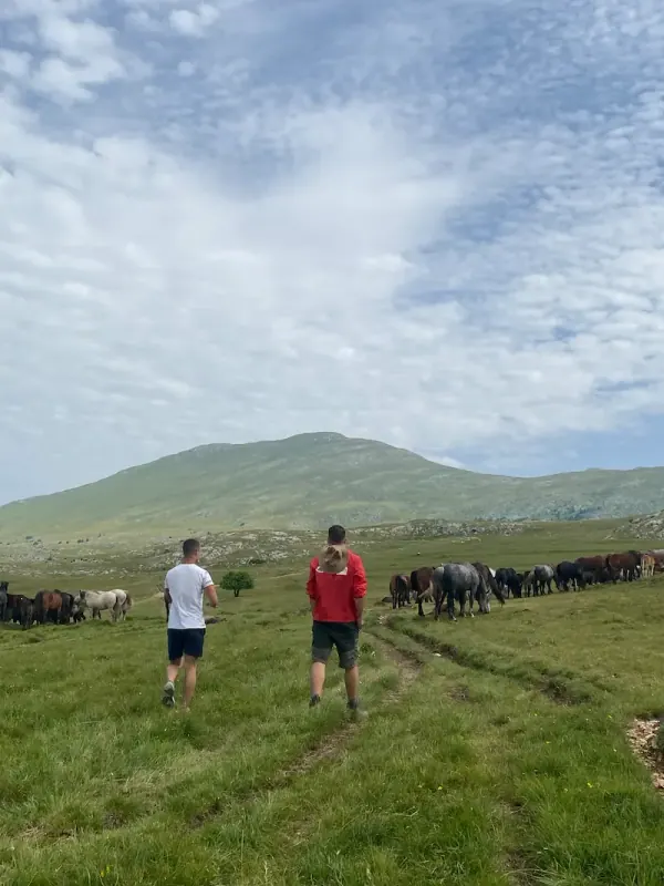 Wild horses of Livno